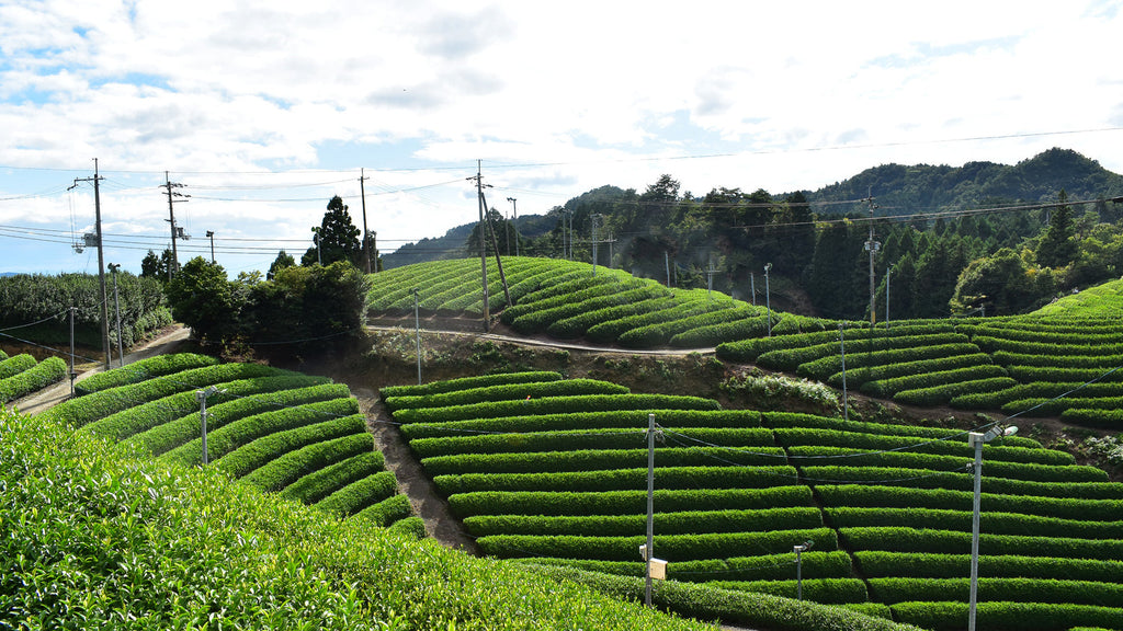 Tempaku Imperial Ceremonial Grade Matcha